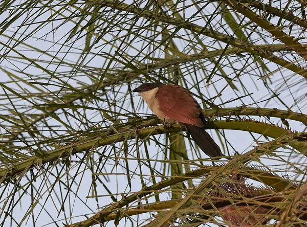 Senegalesische coucal (centropus senegalensis)) — Stockfoto
