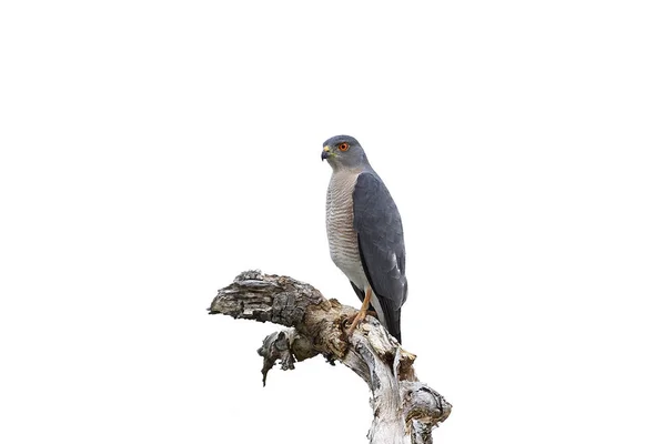 Shikra (accyiter Bade) — Zdjęcie stockowe