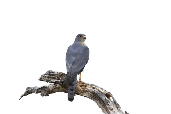 Šikra (Accipiter badius) — Stock fotografie