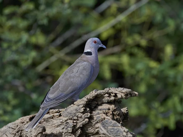 Red-eyed Dove (Streptopelia semitorquata) — Stock Photo, Image