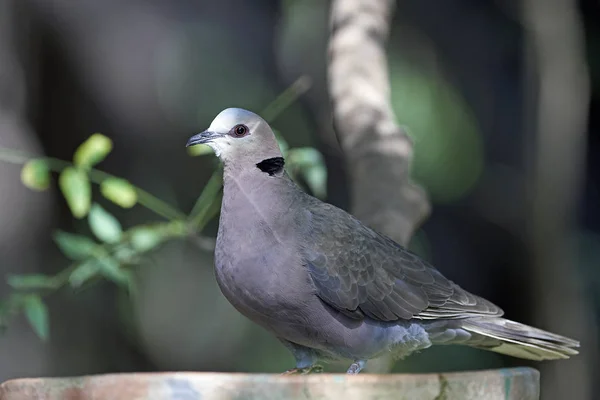 Kırmızı gözlü güvercin (Streptopelia semitorquata) — Stok fotoğraf