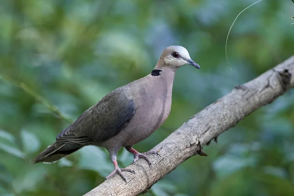 赤目鳩（Streptoperia semitorquata）) — ストック写真