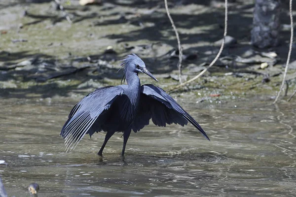 Чорна чапля (Egretta ardesiaca ) — стокове фото