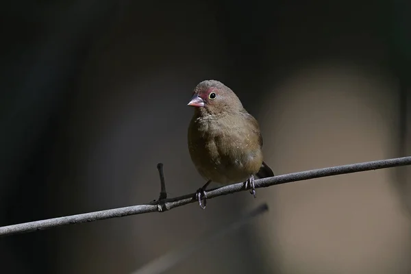 Fibra de bico vermelho (Lagonosticta senegala ) — Fotografia de Stock