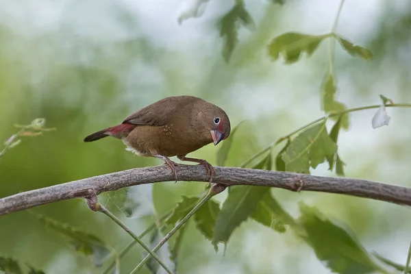 Krkavka červenozobá (Lagonosticta senegala) — Stock fotografie