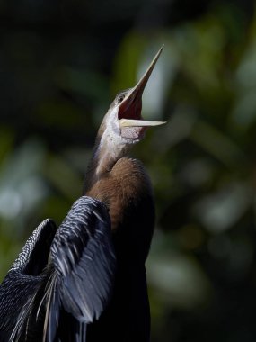 Afrika darter (Anhinga rufa)