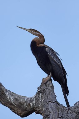 Afrika darter (Anhinga rufa)