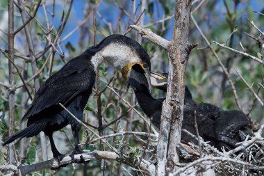 Ak göğüslü karabatak (Phalacrocorax lucidus)