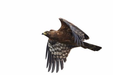 Afrika harrier-hawk (Polyboroides typus)
