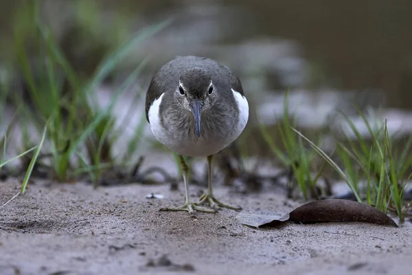 Flautista de arena común (Actitis hypoleucos ) — Foto de Stock