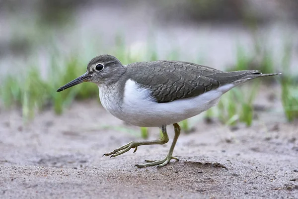 Sandpiper comune (Actitis hypoleucos ) — Foto Stock