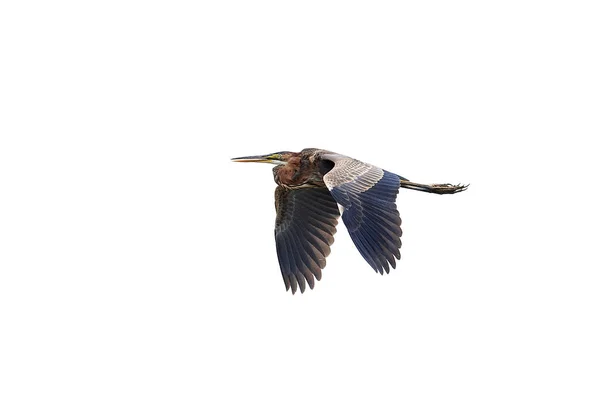 Garza púrpura (ardea purpurea ) —  Fotos de Stock