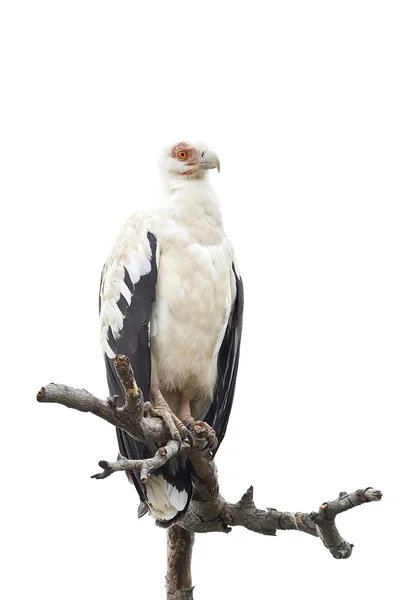 Palm-nut vulture (Gypohierax angolensis) — Stock Photo, Image