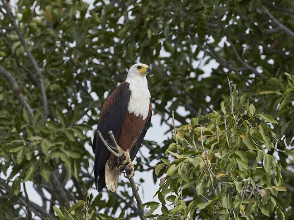 Afrikanischer Fischadler (Haliaeetus vocifer)), — Stockfoto