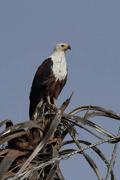 Águila pescadora africana (Haliaeetus vocifer), — Foto de Stock