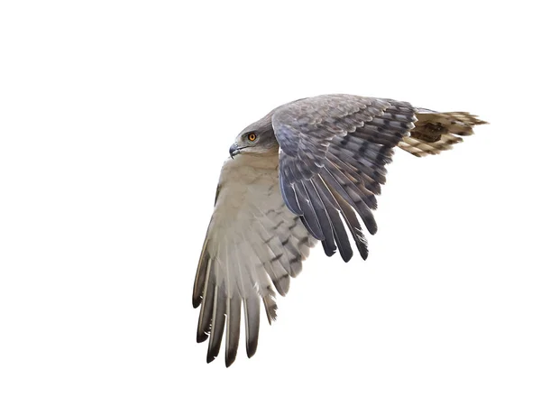 Beaudouins Snake Eagle (Circaetus beaudouini) — Stockfoto