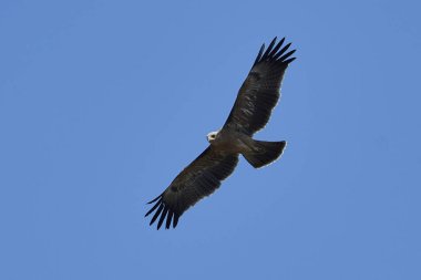 Wahlbergs kartalı (Hieraaetus wahlbergi)