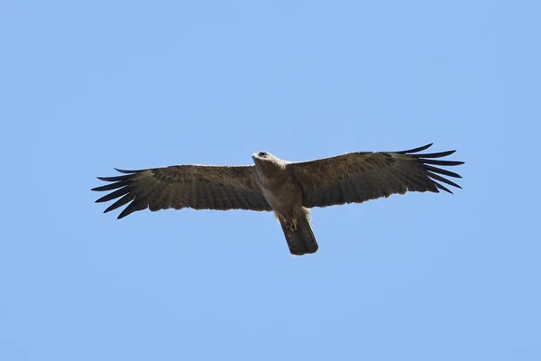 Wahlbergs eagle (Hieraaetus wahlbergi) — Stock Photo, Image