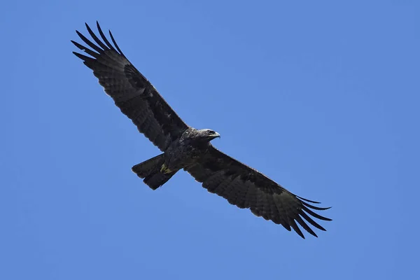 Águila de Wahlbergs (Hieraaetus wahlbergi ) — Foto de Stock