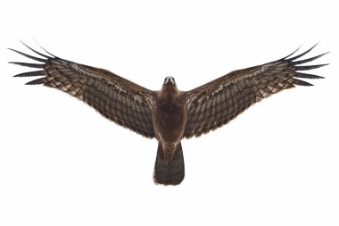 Afrika harrier-hawk (Polyboroides typus)