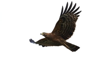 Afrika harrier-hawk (Polyboroides typus)
