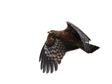 Afrika harrier-hawk (Polyboroides typus)