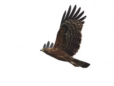 Afrika harrier-hawk (Polyboroides typus)
