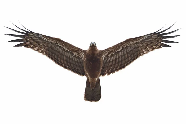 African harrier-hawk (Polyboroides typus) — Stock Photo, Image