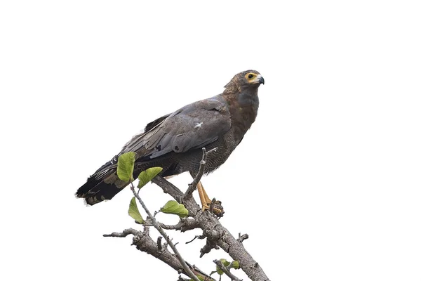 Afrika harrier-hawk (Polyboroides typus) — Stok fotoğraf