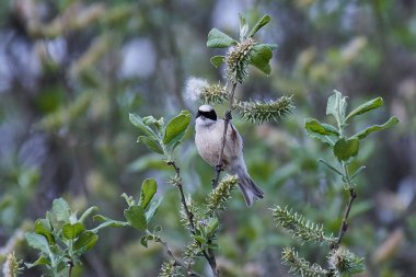 Avrasya pendüline meyni (Remiz pendulinus)