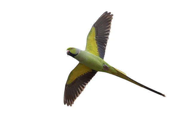 Rosa-ringed Parakeet (Psittacula krameri) — стокове фото