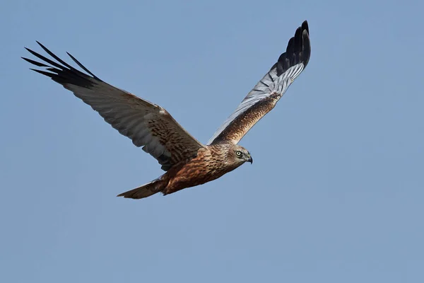 Błotniak stawowy (circus aeruginosus) — Zdjęcie stockowe