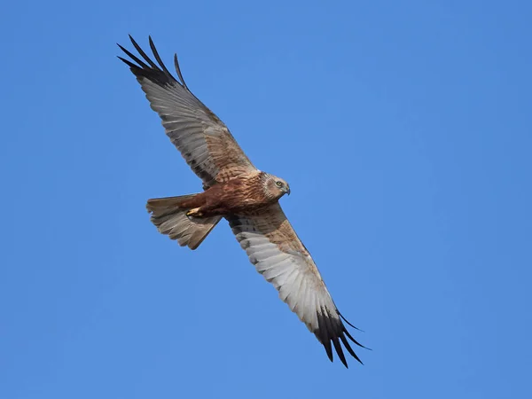 Western marsh harrier (Circus aeruginosus) — Stock Photo, Image