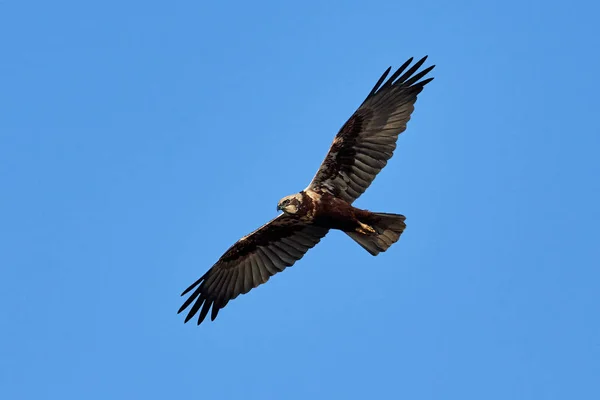 Harrier del pantano occidental (Circus aeruginosus ) — Foto de Stock