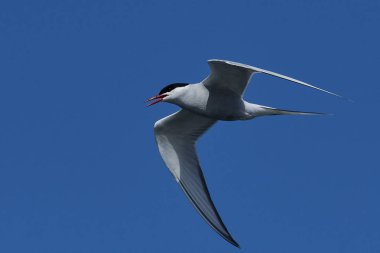 Kuzey Kutup sumrusu (Sterna paradisaea)