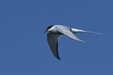 Kuzey Kutup sumrusu (Sterna paradisaea)