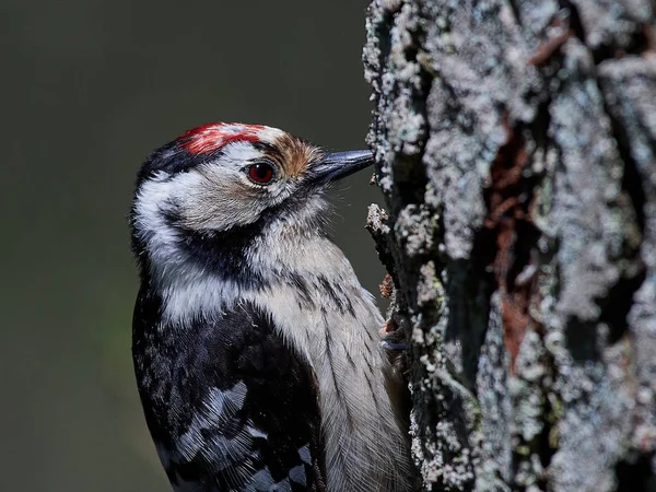 Lesser spotted woodpecker (Dryobates minor) — Stock Photo, Image