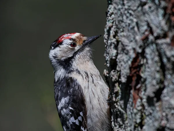 Pájaro carpintero con manchas menores (Dryobates minor) —  Fotos de Stock