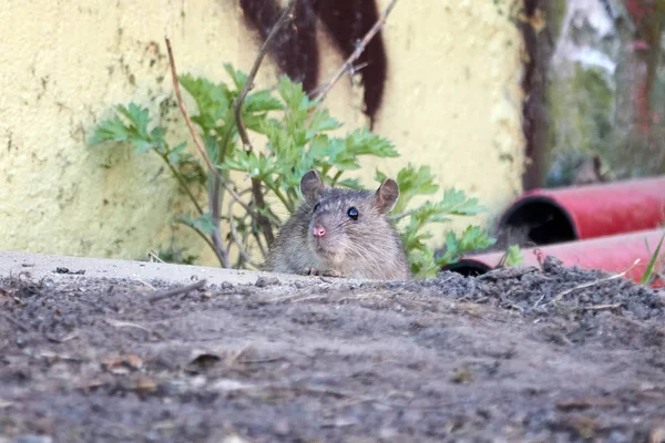Kahverengi fare (Rattus norvegicus) — Stok fotoğraf