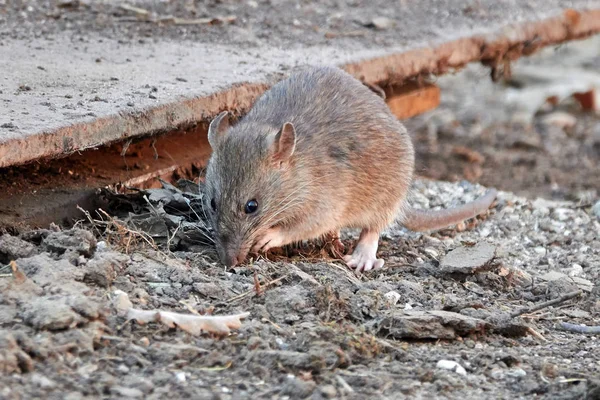 Коричневая крыса (Rattus norvegicus ) — стоковое фото