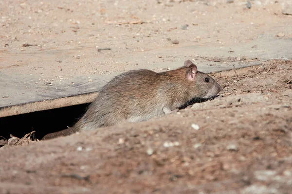 Rata parda (Rattus norvegicus ) —  Fotos de Stock