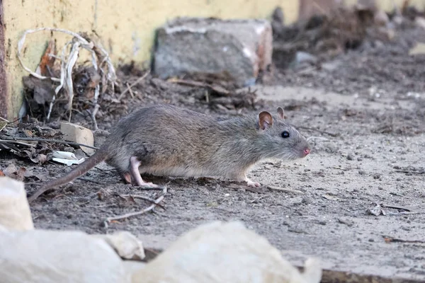 Brown rat (Rattus norvegicus) — Stok Foto