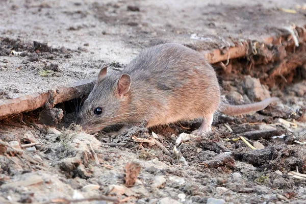 Brown rat (Rattus norvegicus) — Stok Foto