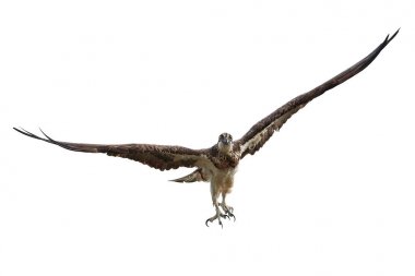 Sorguç (pandion haliaetus)
