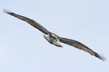 Sorguç (pandion haliaetus)