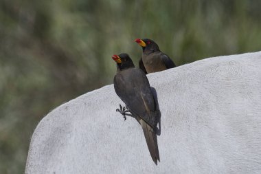Sarı gagalı öküzkakan (Buphagus africanus)