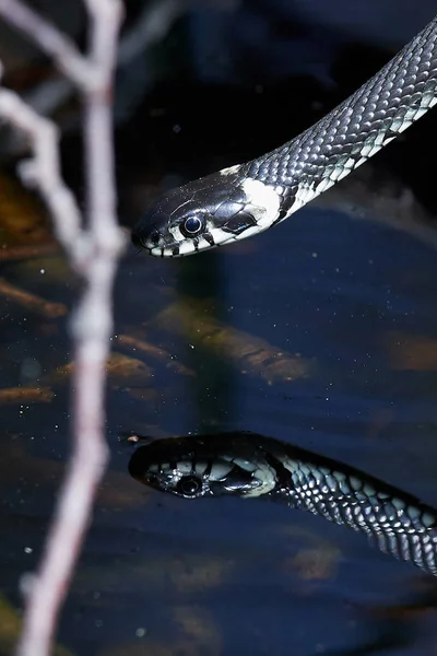 Çimen yılanı (Natrix natrix) — Stok fotoğraf