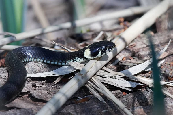 Çimen yılanı (Natrix natrix) — Stok fotoğraf