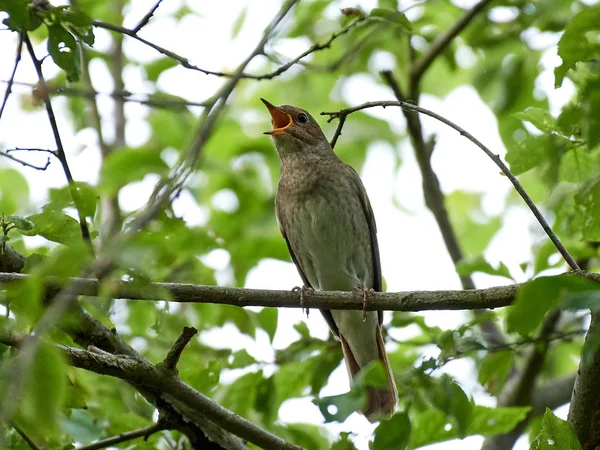 Tordo rouxinol (Luscinia luscinia ) — Fotografia de Stock