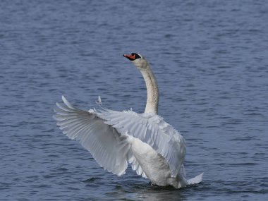 Dilsiz kuğu (Kuğu rengi))